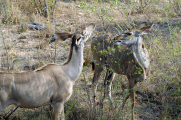 Les animaux du Parc National Kruger, Afrique du Sud