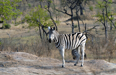 Zèbre sur un rocher domine le Parc National Kruger, Afrique du Sud