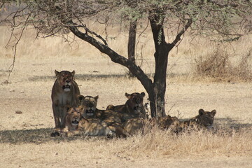 Tansania Wildlife