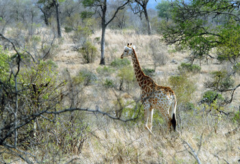 Girafes dans les herbes du Parc National Kruger, Afrique du Sud