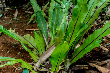 Obraz premium Selectively focus on plant Asplenium scolopendrium