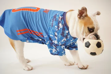 Rolgordijnen イングリッシュブルドッグ子犬　サッカー衣装　日本代表10番　写真59 © hiro studio
