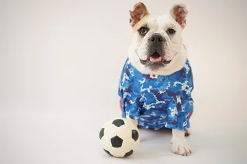 Fototapeten イングリッシュブルドッグ子犬　サッカー衣装　日本代表10番　写真21 © hiro studio