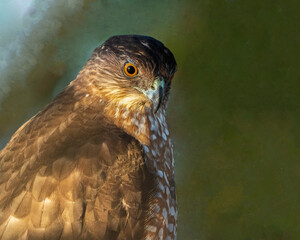 Hawk