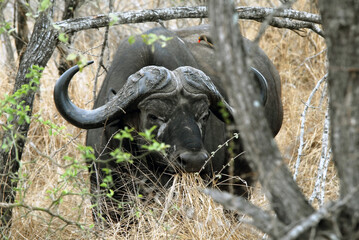 Fototapeta premium Buffle caché dans les hautes herbes et branchages du Parc National Kruger, Afrique du Sud