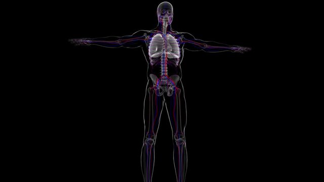 3D Illustration Human Respiratory System Anatomy (Lungs)