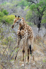 Girafe dans les hautes herbes du Parc National Kruger, Afrique du Sud