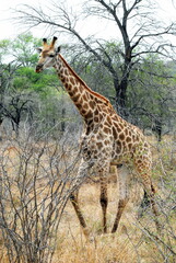 Girafe dans les hautes herbes et arbustes du Parc National Kruger, Afrique du Sud