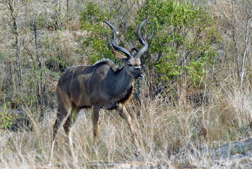 Koudou dans les hautes herbes et arbustes du Parc National Kruger, Afrique du Sud