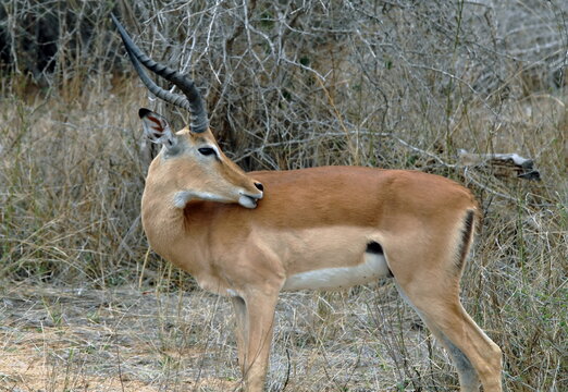 Les animaux du Parc National Kruger, Afrique du Sud