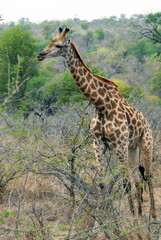 Girafe dans les herbes et arbustes du Parc National Kruger, Afrique du Sud