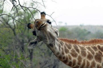 Girafe mange les feuilles au sommet des arbustes, Parc National Kruger, Afrique du Sud