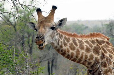 Girafe en gros plan s'alimente dans la brousse, Parc National Kruger, Afrique du Sud