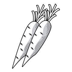 fresh carrots vegetables drawn icons