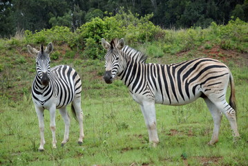 Fototapeta na wymiar Zèbres dans le Parc National Kruger, Afrique du Sud