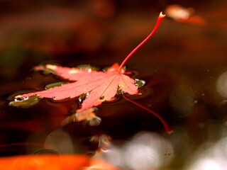 red maple leaf