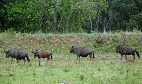 Les animaux du Parc National Kruger, Afrique du Sud