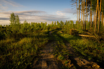 forest in spring