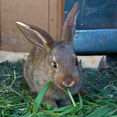 Home rabbit, animal