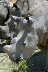 Fototapeta premium Rhinocéros alimentés par les gardes nationaux du Parc National Kruger, centre de protection des espèces menacées, Afrique du Sud