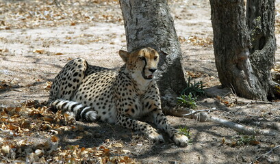 Guépard dans le Parc National Kruger, centre de protection des félins, réintroduction des...