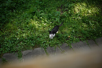Cat on the grass. The cat looks into the camera.