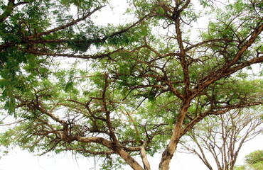 Arbres majestueux , Parc National Kruger, Afrique du Sud