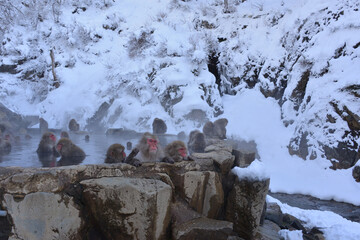Japanese monkey in Jigokudani Monkey Park in Nagano Prefecture, Japan
