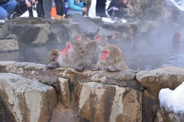 Japanese monkey in Jigokudani Monkey Park in Nagano Prefecture, Japan
