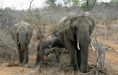 Famille d'éléphants dans le Parc National Kruger, Afrique du Sud