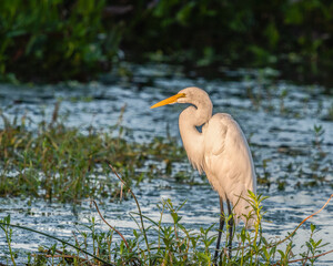 Egret