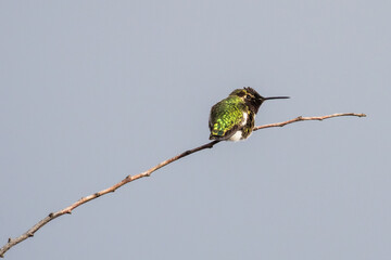 Male Anna's Hummingbird Enjoying Winter Sunshine on His Favorite Perch