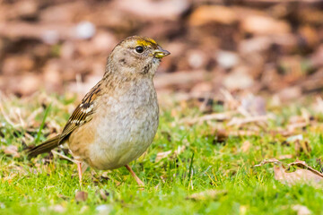 Golden Crowned Sparrow Forages for Seeds on the Ground