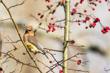 Cedar Waxwing Bird Forages For Berries on a Sunny Mid-Winter Day