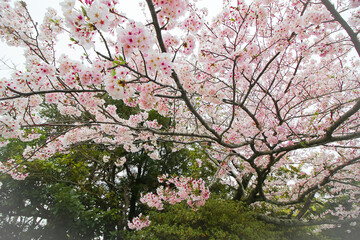Fototapeta na wymiar Sakura tree in Japan during spring time