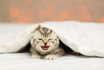 A small fold-eared kitten lies under a white blanket and meows as if smiling