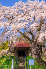 郡山市　上石の不動ザクラ
