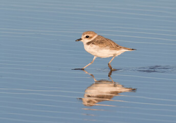 Wilson's plover on the  beach, Galveston, Texas