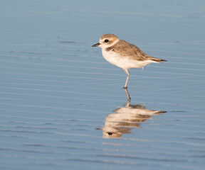 Wilson's plover on the  beach, Galveston, Texas