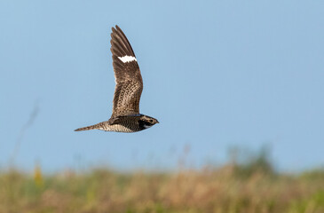 The common nighthawk (Chordeiles minor) flying over wetland at the East End of Galveston Island,...