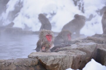 Obraz premium Japanese monkeys in Nagano prefecture in Japan 