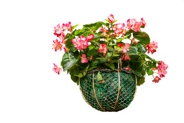 Pink flower in hanging basket flower plant isolate on white background, garden decoration