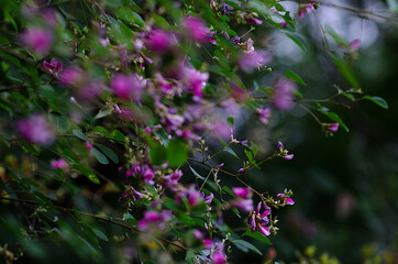 flowers in the forest