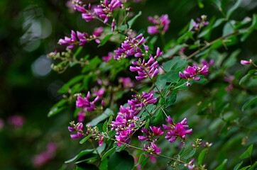 flowers in the forest