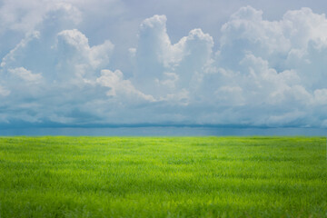 Fototapeta na wymiar Field of green fresh grass under blue sky.