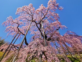 Miharu Takizakura, a thousand-year-old cherry blossom tree in the countryside of Koriyama, Fukushima, Japan.