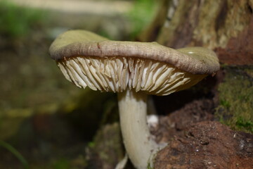 A mushroom along a trail of the Adirondack Mountains of New York.