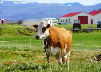Fototapeta na wymiar Cow with brown and white spots at a farm near Lake Myvatn, Iceland