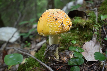 A yellow amanita mushroom along trail in Adirondack National Park, New York.