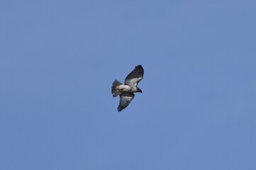 Hawk in flight